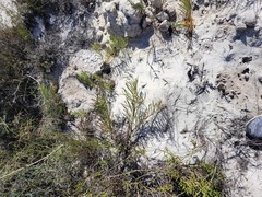 Leucospermum hypophyllocarpodendron canaliculatum