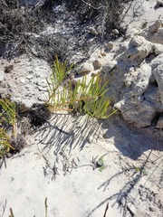Leucospermum hypophyllocarpodendron canaliculatum