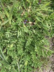 Astragalus glycyphyllos
