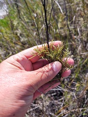 Senecio foeniculoides