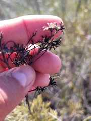Senecio foeniculoides