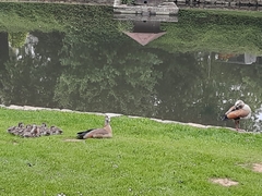 Alopochen aegyptiaca