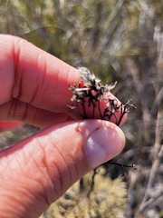 Senecio foeniculoides