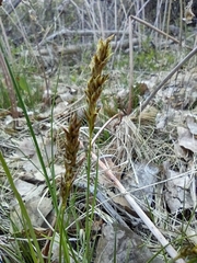 Carex inops