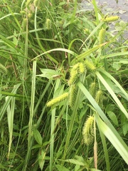 Carex comosa