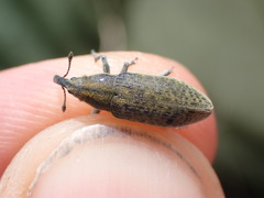 Lixus cardui