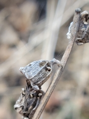 Campanula rapunculoides