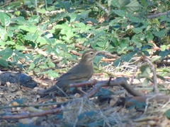 Upucerthia saturatior