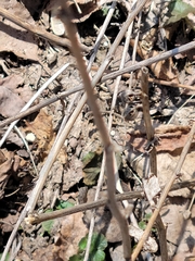 Campanula rapunculoides
