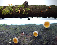 Lachnellula subtilissima