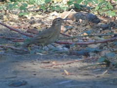 Upucerthia saturatior