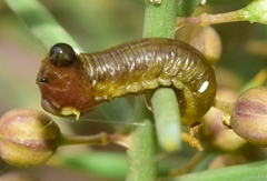 Crioceris paracenthesis