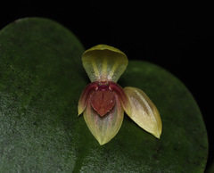 Pleurothallis calogramma