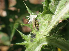 Lixus filiformis