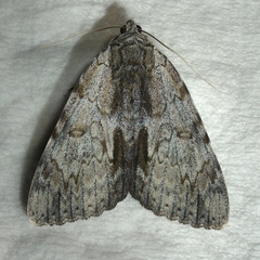 Catocala insolabilis