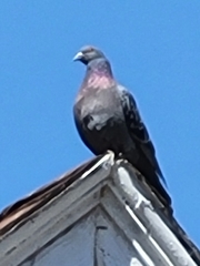 Columba livia domestica