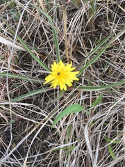 Nothocalais cuspidata