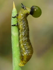 Crioceris paracenthesis