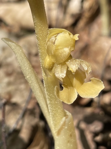 bird's-nest orchid