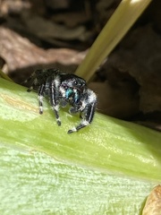 Phidippus audax