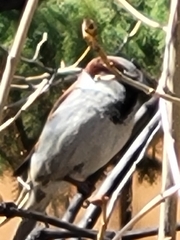 Passer domesticus