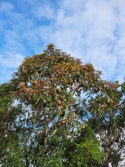 Nectandra oppositifolia