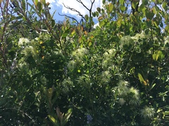 Ceanothus oliganthus sorediatus