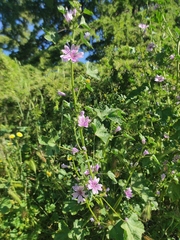 Malva sylvestris
