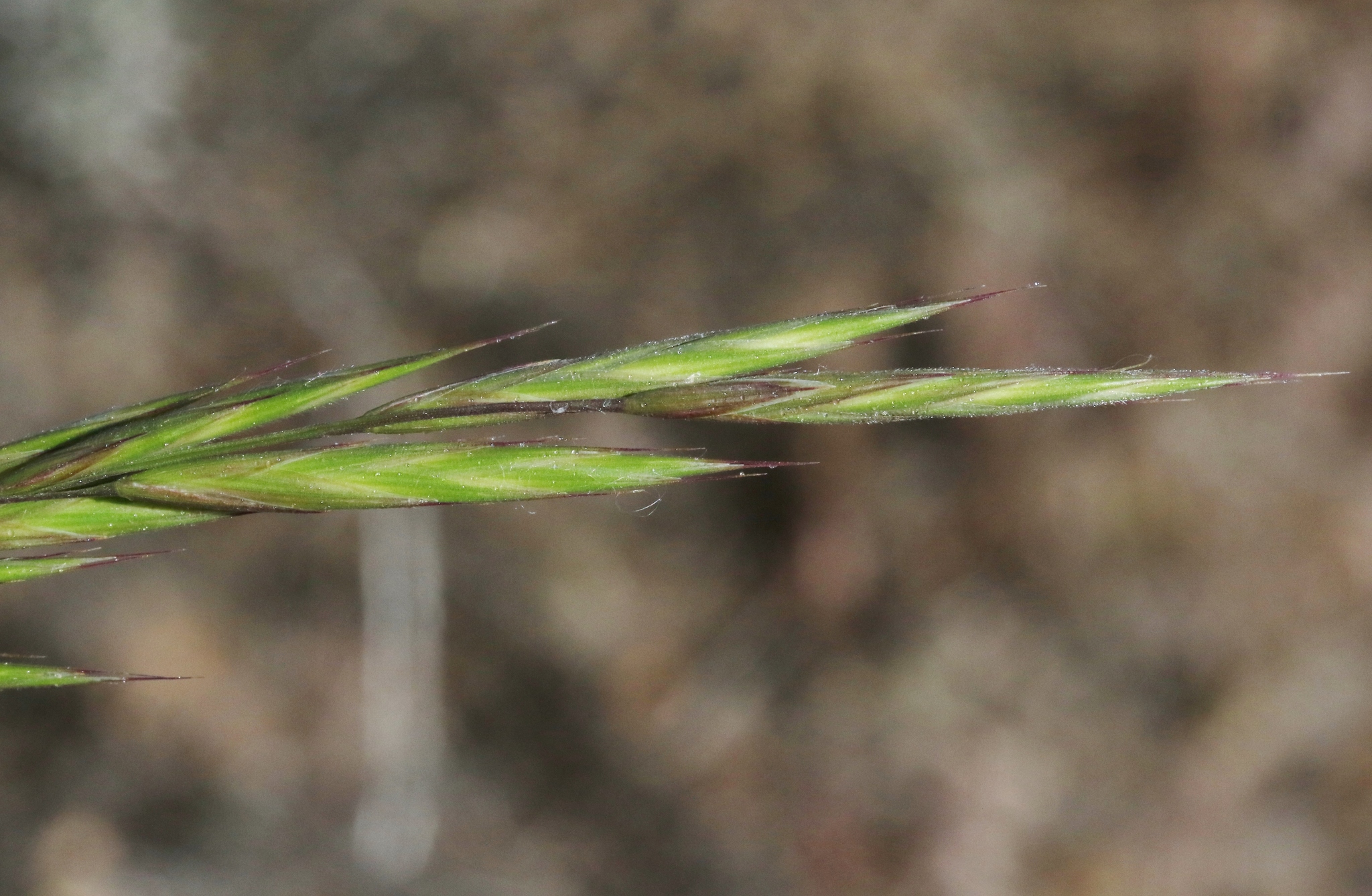 Bromus grandis