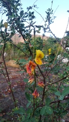 Crotalaria vitellina