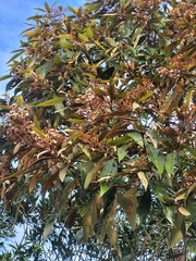 Nectandra oppositifolia