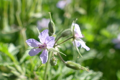 Malva sylvestris