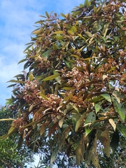 Nectandra oppositifolia