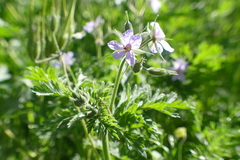 Malva sylvestris