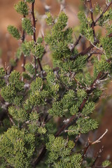 Asparagus mucronatus