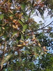Nectandra oppositifolia