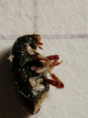 Scolytus intricatus