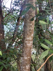 Nectandra oppositifolia