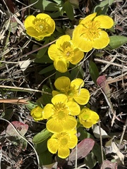 Ranunculus glaberrimus