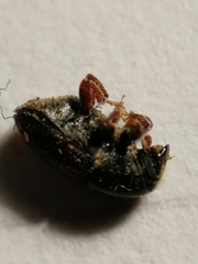 Scolytus intricatus