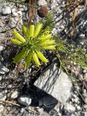 Erica viscaria