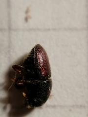 Scolytus intricatus