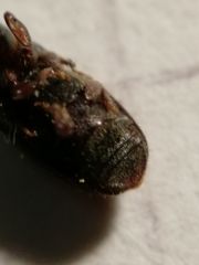 Scolytus intricatus
