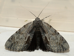 Catocala insolabilis