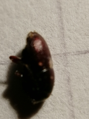 Scolytus intricatus