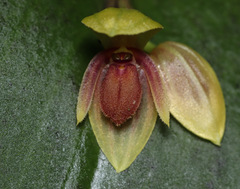 Pleurothallis calogramma