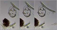 Trinema complanatum