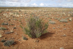 Asparagus mucronatus