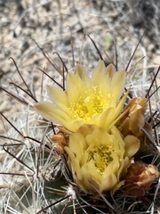 Sclerocactus pubispinus
