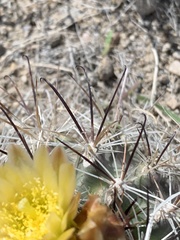 Sclerocactus pubispinus
